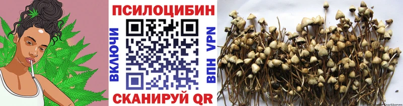 Галлюциногенные грибы Psilocybe закладки Правдинск
